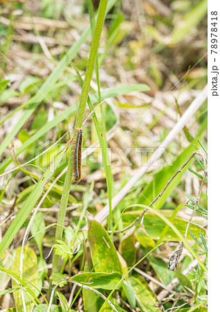 わらびの茎にいるヨシカレハの幼虫 わらびの茎にいるヨシカレハの幼虫 78978418