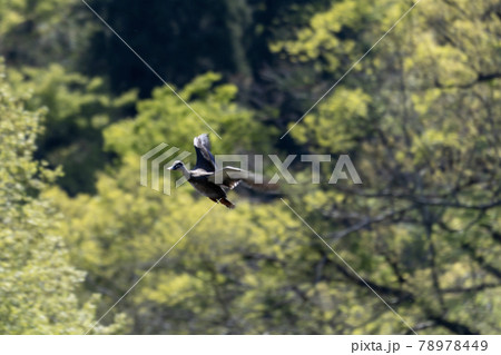 飛んでいる鴨 78978449