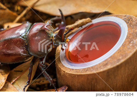 餌のゼリーに近づくカブトムシのオスの写真素材