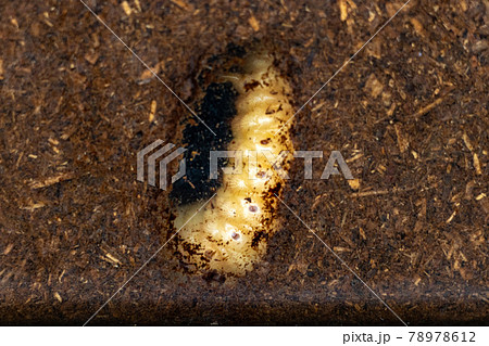 土中で蛹になる直前のカブトムシの幼虫の写真素材