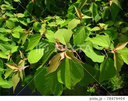 アカメガシワ 78979404