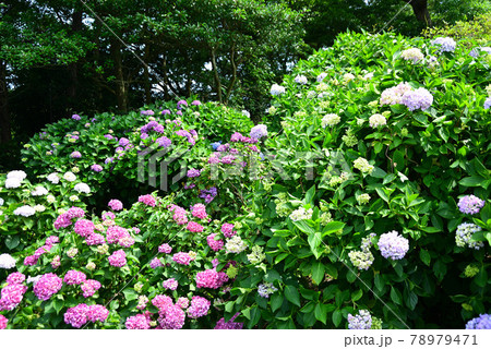菖蒲と紫陽花の咲く横須賀しょうぶ園 78979471