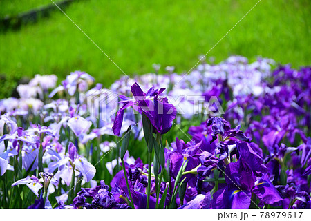 菖蒲と紫陽花の咲く横須賀しょうぶ園 78979617