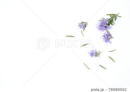 Rosemary sprig flowering isolated on white background. Aromatic evergreen shrub with copy space 78980002