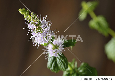 スペアミントの花の写真素材