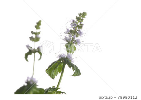 スペアミントとその花を白背景で撮影 スペアミントとその花を白背景で撮影 78980112