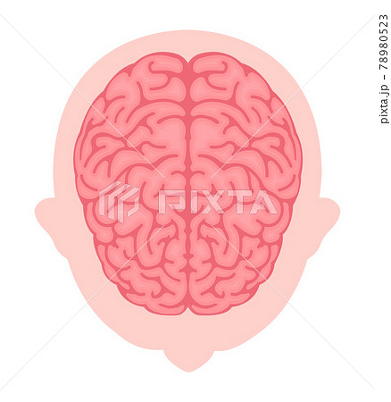 人間の脳 真上からの視点 ベクターイラスト のイラスト素材
