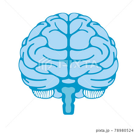 人間の脳 正面からの視点 ベクターイラスト のイラスト素材
