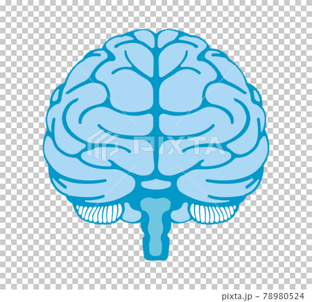 Brain Front View Human Brain Front View Stock Illustrations – 709