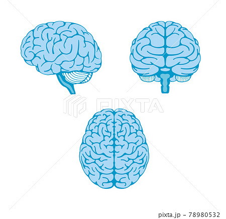 人間の脳 色々な角度から ベクターイラスト セットのイラスト素材