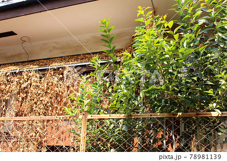 廃屋を覆い始めた蔓（1） 78981139