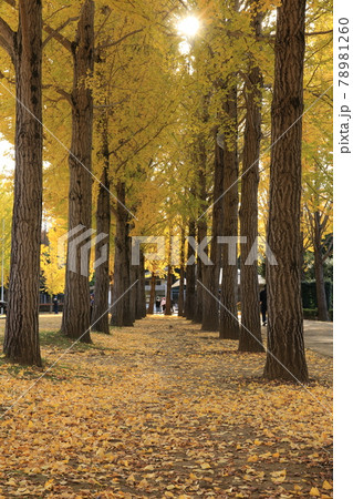 科学万博記念公園のイチョウ並木の黄葉 科学万博記念公園のイチョウ並木の黄葉 78981260