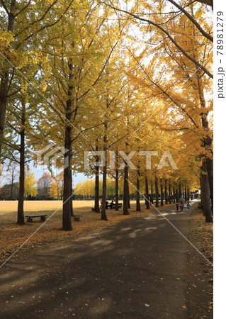 科学万博記念公園のイチョウ並木の黄葉 科学万博記念公園のイチョウ並木の黄葉 78981279