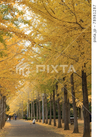 科学万博記念公園のイチョウ並木の黄葉 78981287