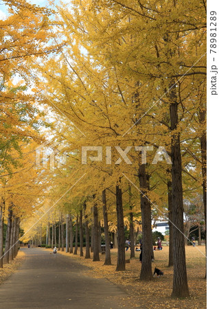 科学万博記念公園のイチョウ並木の黄葉 78981289