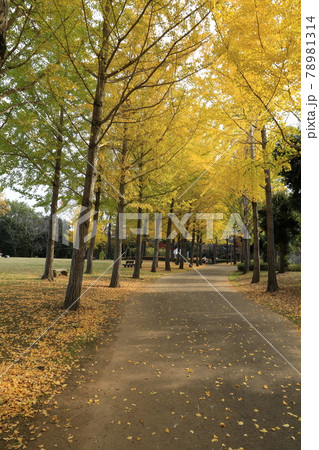 科学万博記念公園のイチョウ並木の黄葉 78981314