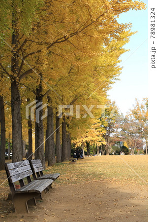 科学万博記念公園のイチョウ並木の黄葉 科学万博記念公園のイチョウ並木の黄葉 78981324