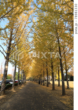 科学万博記念公園のイチョウ並木の黄葉 78981330