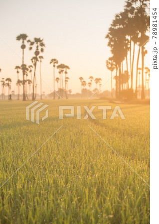 Sugar palm tree and Rice Feild at sunset in Thailand Sugar palm tree and Rice Feild at sunset in Thailand 78981454
