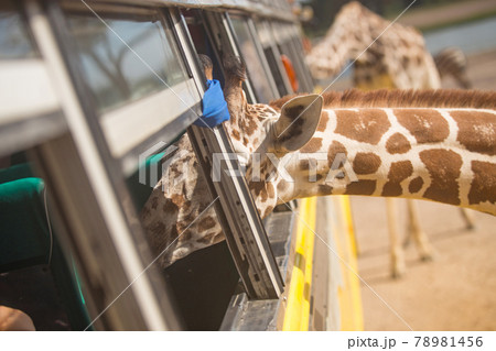 Giraffe Looking for food from a bus window in safari open zoo Giraffe Looking for food from a bus window in safari open zoo 78981456