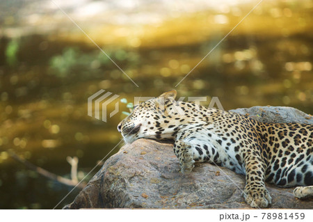 Close up of sleeping leopard on a rock , in the zoo 78981459