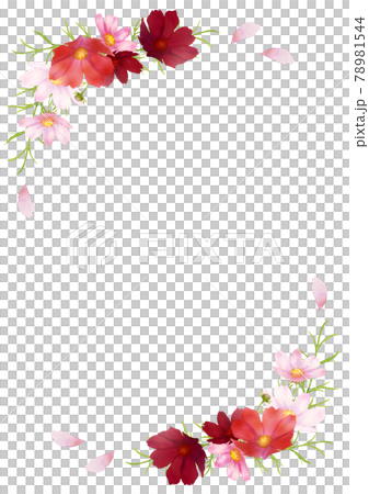 水彩の秋桜のフレーム 78981544
