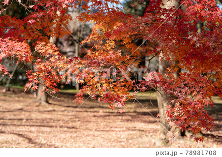 紅葉のイメージ 78981708