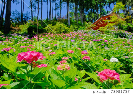 京都　宇治のあじさい寺　三室戸寺 78981757