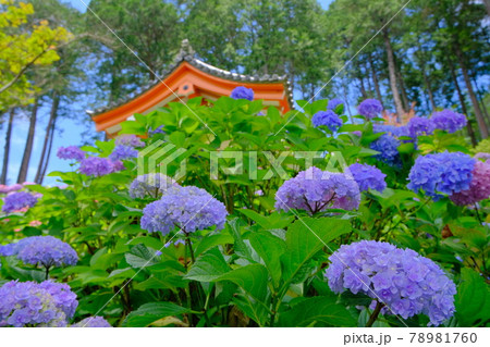京都 宇治のあじさい寺 三室戸寺 京都 宇治のあじさい寺 三室戸寺 78981760