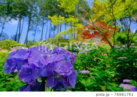 京都 宇治のあじさい寺 三室戸寺 京都 宇治のあじさい寺 三室戸寺 78981761