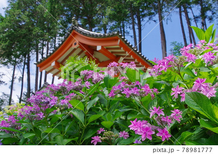 京都　宇治のあじさい寺　三室戸寺 78981777