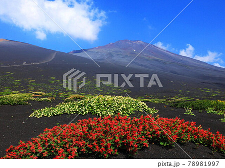 御殿場口の太郎坊平原に咲き謳歌している富士山固有花の写真素材