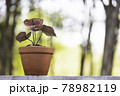 A caladium with heart-shaped red leaves is planted in a clay pot. 78982119