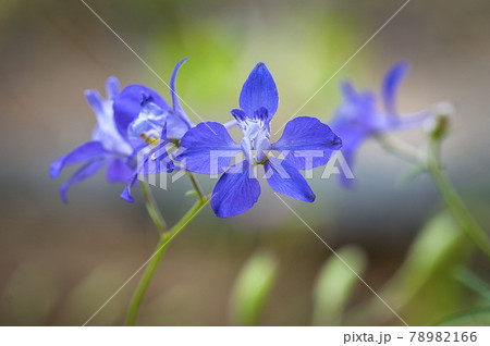 デルフィニウムバケリの花びらの写真素材 7166