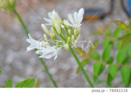 アリウム・ロゼウムの花びら アリウム・ロゼウムの花びら 78982216
