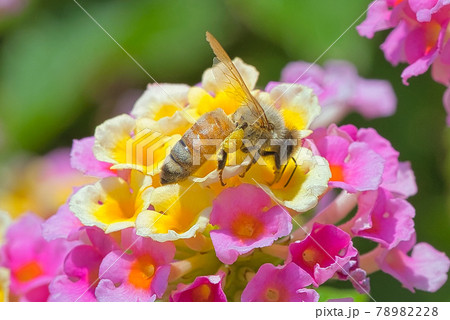 ランタナの花びらに吸い付く西洋蜜蜂 ランタナの花びらに吸い付く西洋蜜蜂 78982228