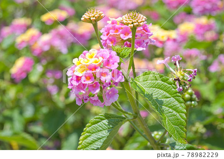 ランタナの花びら ランタナの花びら 78982229