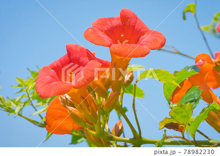 ノウゼンカズラの花びら ノウゼンカズラの花びら 78982230