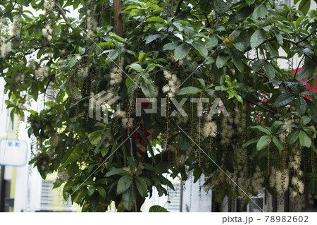 サガリバナ　下り花　Barringtonia racemosa　サガリバナ科　常緑高木 78982602