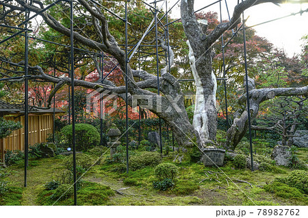 京都大原 宝泉院 太陽を背にする五葉松 京都大原 宝泉院 太陽を背にする五葉松 78982762