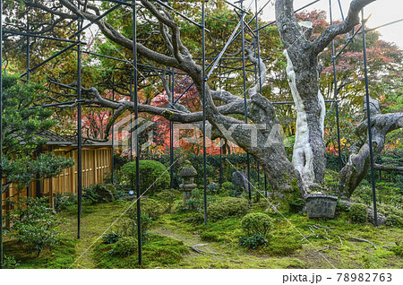 京都大原　宝泉院　太陽を背にする五葉松 78982763