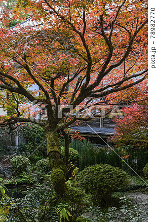 京都大原 宝泉院 鶴亀庭園 京都大原 宝泉院 鶴亀庭園 78982770