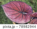 Characteristic of the red heart-shaped leaves  78982944