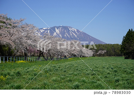 春の小岩井農場は最高 春の小岩井農場は最高 78983030