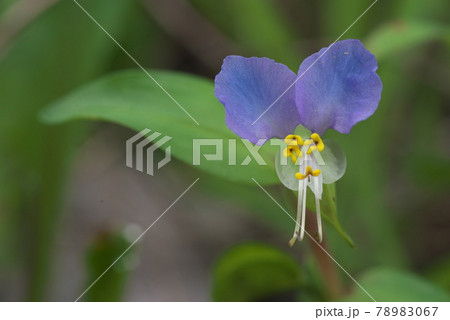 ツユクサ 78983067