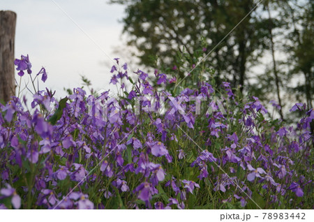 ハナダイコンという紫色の菜の花 ハナダイコンという紫色の菜の花 78983442