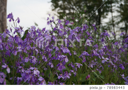 ハナダイコン紫色の菜の花の写真素材 7443
