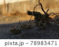 怪しい枯れ草は根を張って生きる 78983471