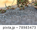 砂浜の草の根の張り方の接写 78983473