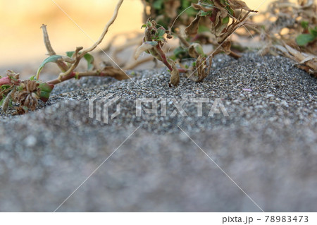 砂浜の草の根の張り方の接写 砂浜の草の根の張り方の接写 78983473
